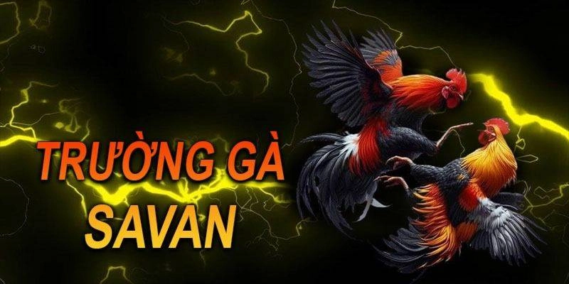 Tổng quan thông tin đôi nét về trường gà Savan